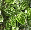Zebra Plant